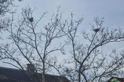 Ciorile mai importante decat oamenii Lasere vor lumina din turnul Bisericii Evanghelice in incercarea de a indeparta ciorile