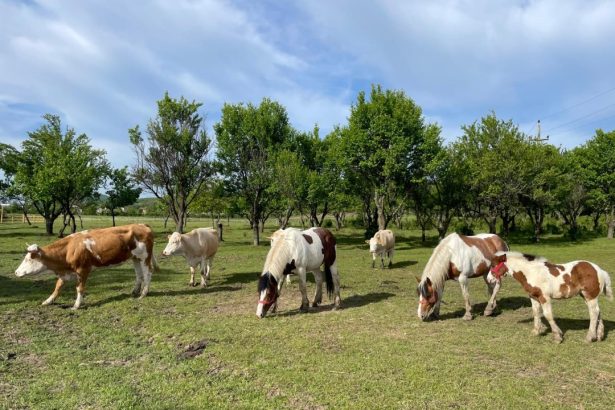 Cowie cal poni magari Ferma Liceului Agricol isi asteapta vizitatorii in Saptamana Verde