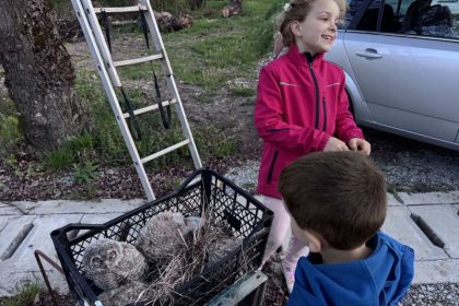 FOTO Interventie neobisnuita a polisitilor la Neteni in urma unui conflict imobiliar cauzat de un stup de albine furioase
