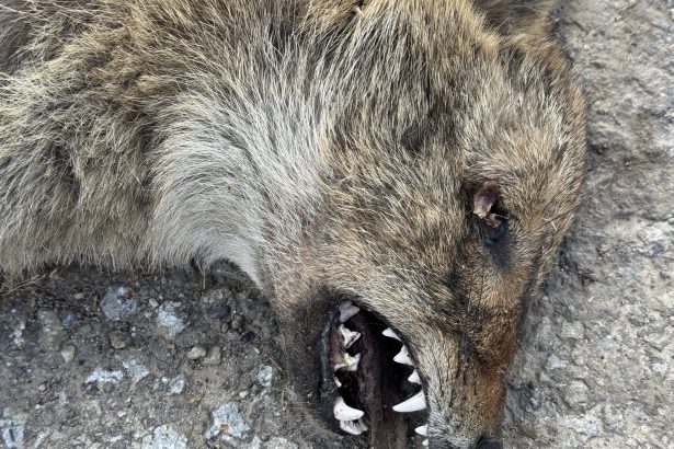 Sacal descoperit mort pe drumul dintre Sangeorzul Nou si Vermes