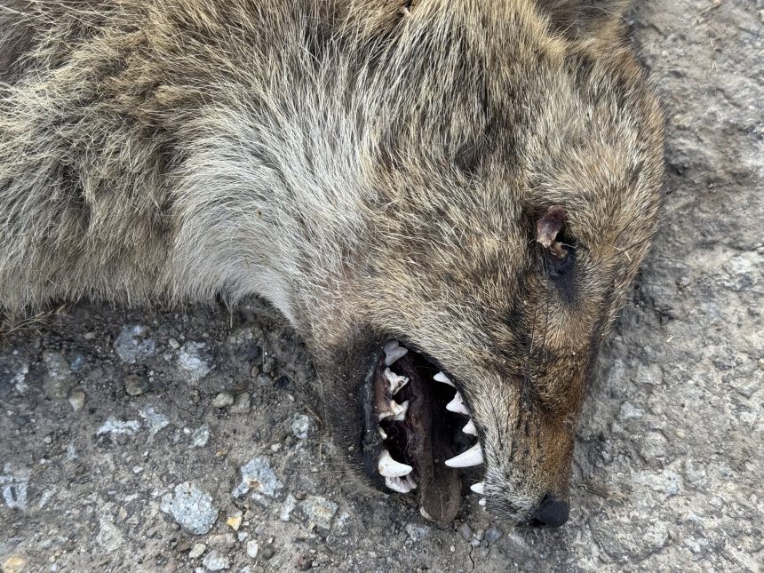 Sacal descoperit mort pe drumul dintre Sangeorzul Nou si Vermes