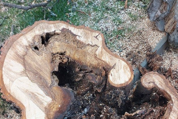 foto primarul lazany interventiile sunt realizate cu precizie arborii periculosi identificati cu ajutorul tomografului arboricol