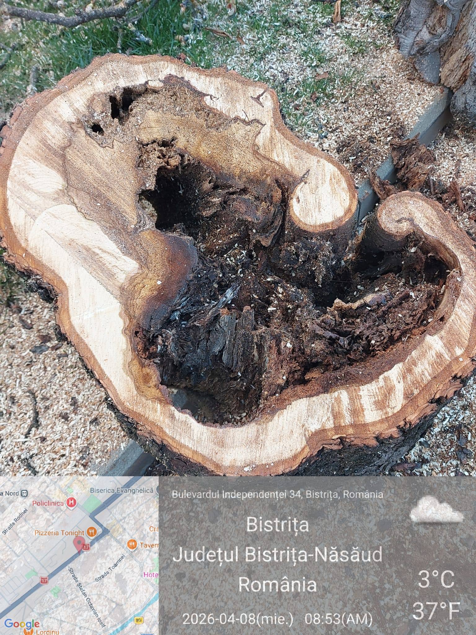 foto primarul lazany interventiile sunt realizate cu precizie arborii periculosi identificati cu ajutorul tomografului arboricol