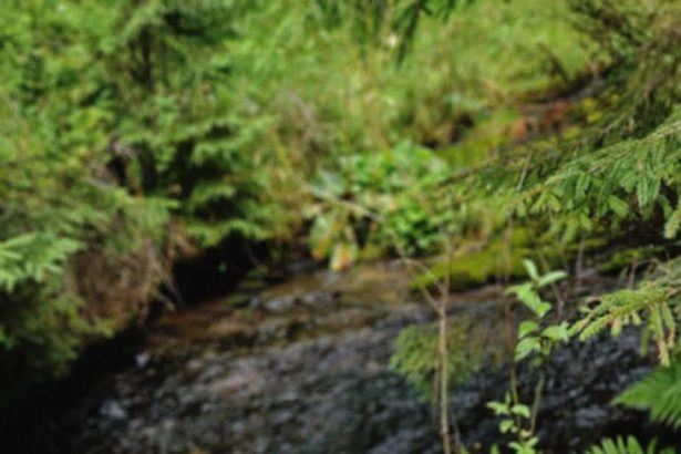 FOTO Pe urmele drumeului cu rucsacul n spate O noua poteca tematica leaga Parcurile Muntii Rodnei si Maramuresului
