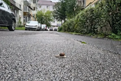 Lecția supremă de răbdare oferită de rostul de dimineață pe Aleea Rotundă din Bistrița