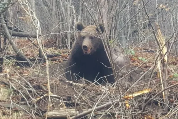 RO-Alert! Urșii au apărut în două localități din Bistrița