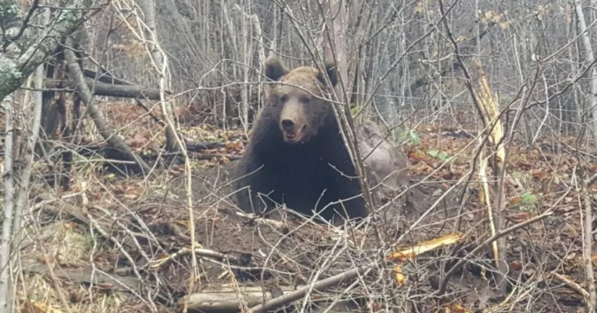 RO-Alert! Urșii au apărut în două localități din Bistrița