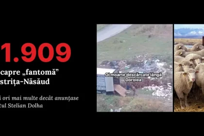Bărbatul din Dorolea avea 85 de oi „fantomă”. DSVSA: 30.000 de oi sunt doar pe hârtie