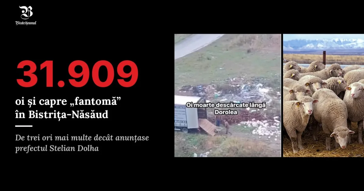 Bărbatul din Dorolea avea 85 de oi „fantomă”. DSVSA: 30.000 de oi sunt doar pe hârtie