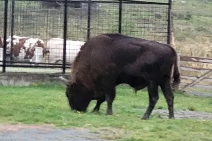 Zimbrul din Valea Ilvelor ar fi fost ucis și decapitat