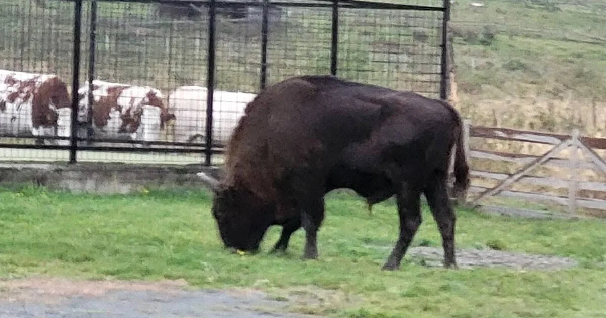 Zimbrul din Valea Ilvelor ar fi fost ucis și decapitat